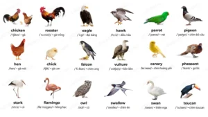 Tên các loài động vật bằng tiếng Anh